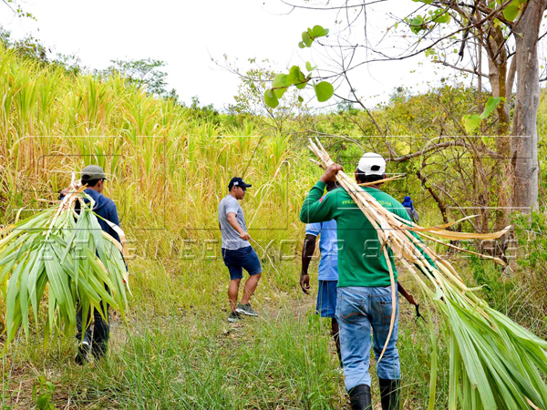 bana-grass-harvest