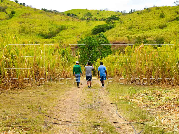 bana-grass-plantation