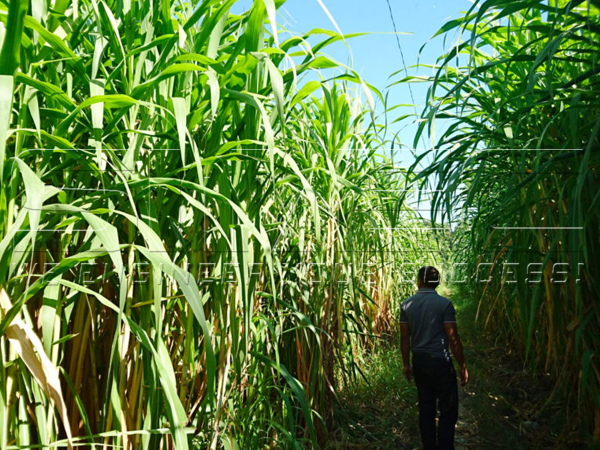 negros-plantation