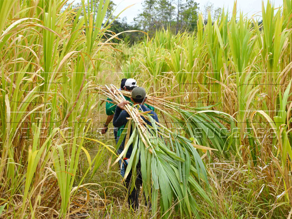 philippines-bana-grass