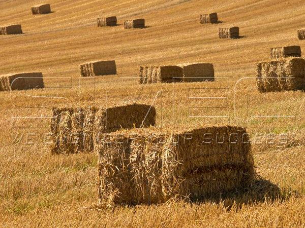 straw-stubble-bales