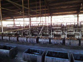 Fruit-Bunch-Loading-into-Palm-Oil-Mill