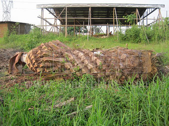 Oil-Palm-Trunk