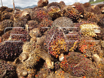 Palm-Full-Fruit-Bunch(FFB)