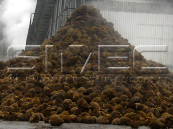 Waste-Material-Palm-Empty-Fruit-Bunch