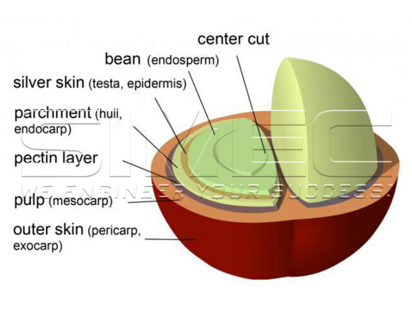coffee-bean-composition