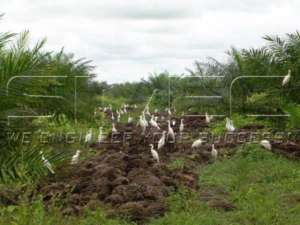 oil-palm-waste-efb