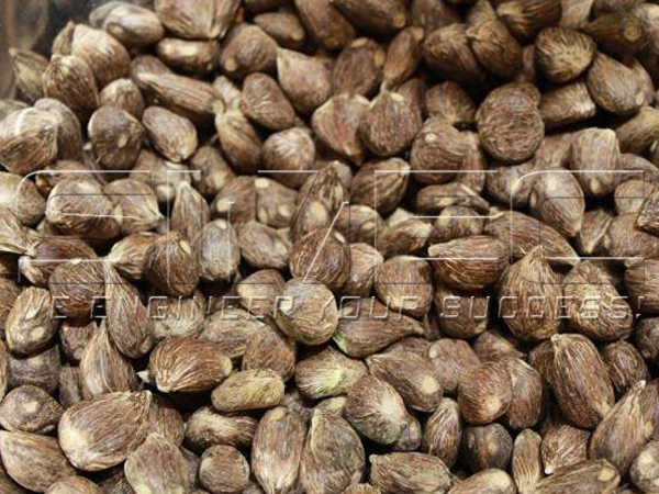 palm-kernel