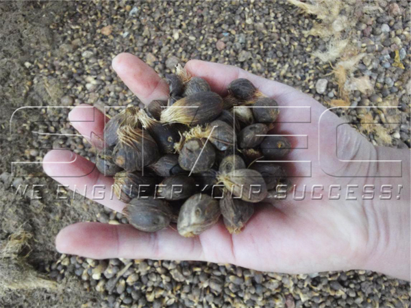 palm-nuts