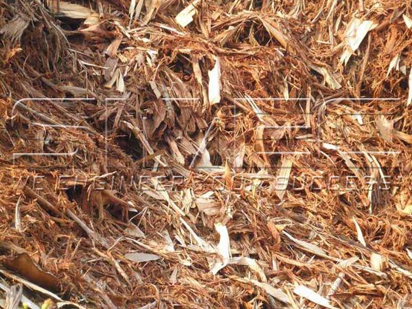 sugar-cane-bagasse