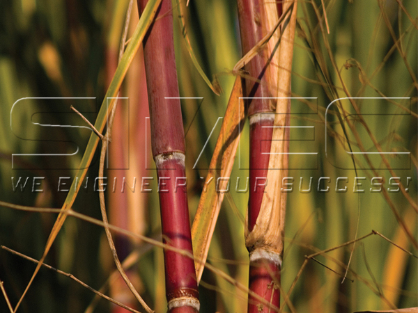 sugar-cane