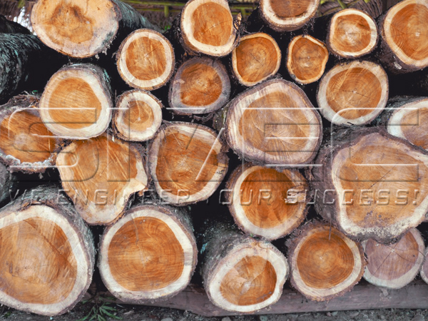 teak-wood